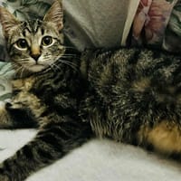 ARIEL adorable minette de 5 mois, chatte à adopter
