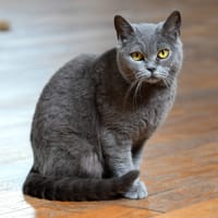Tanya, chatte à adopter