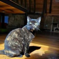 Sultane, chatte à adopter