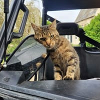 Simba, chat à adopter