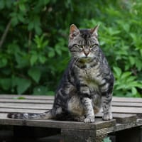 Gin, chatte à adopter