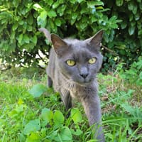 Balthazar, chat à adopter