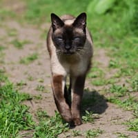 Fergus, chat à adopter