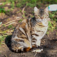Nuage, chatte à adopter