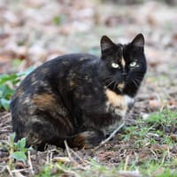 Bruine, chatte à adopter