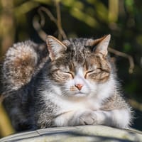 Isis, chatte à adopter