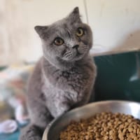 Précieuse, chatte à adopter