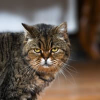 Jin, chatte à adopter