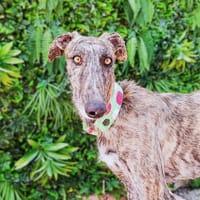 ALESSANDRO, chien à adopter