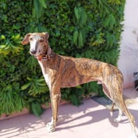 LEOPOLD, chien à adopter