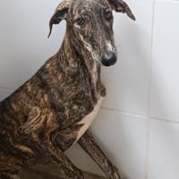 LULU, chienne à adopter