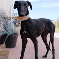 MADI, chienne à adopter