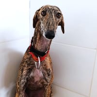 MALEK, chien à adopter