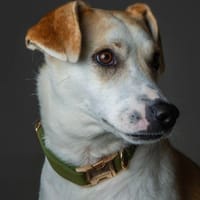 Freya, female dog to adopt