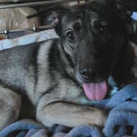 Fagan, dog to adopt