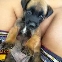 NALA, la superbe créole, chienne à adopter