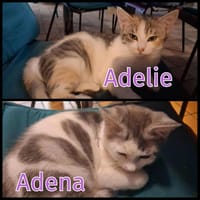 ADELIE et ADENA, chatte à adopter
