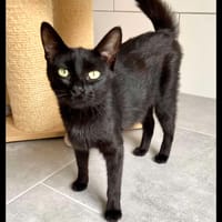 ÉBÈNE, chatte à adopter