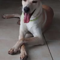 BUDY le magnifique, chien à adopter