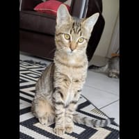 CHATAIGNE, chatte à adopter