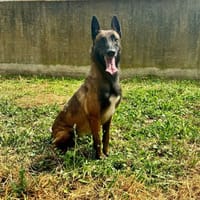 ALISEE, chienne à adopter