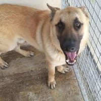 VIC, chien à adopter
