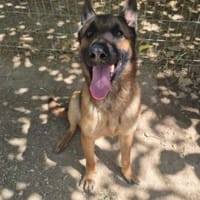 ULK, chien à adopter
