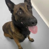 SWAT, chien à adopter