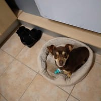 SNOOPY, chien à adopter