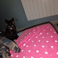 BOUNTY, chatte à adopter