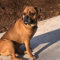 LEO, chien à adopter