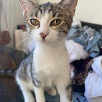 Zigrie, chatte à adopter