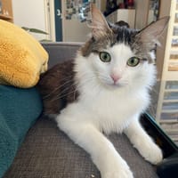 Socrate, chat à adopter
