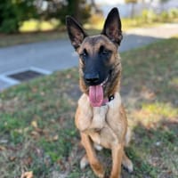 AIKA, chienne à adopter