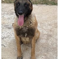 MIKE, chien à adopter