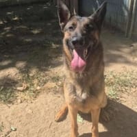 URGO, chien à adopter