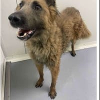 TEDDY, chien à adopter