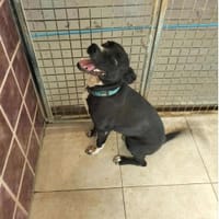 KAYA, chienne à adopter