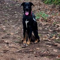 VALKO, chien à adopter