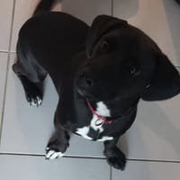 COOKIES, chien à adopter