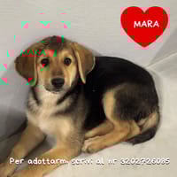 MARA, cane femmina da adottare