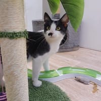 Croquette, chatte à adopter