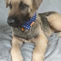 Ulysse, chien à adopter