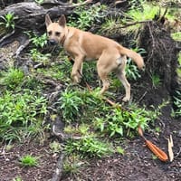 Pitaya, chienne à adopter
