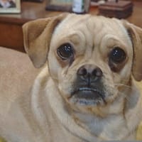 Francine, chienne à adopter