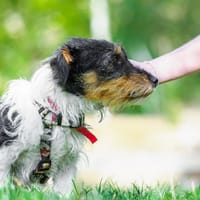 Chanel, suczka do adopcji