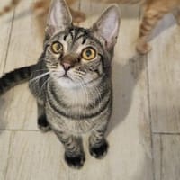 Kleiner Bandit sucht sein Zuhause, Kater zur Adoption