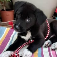 Sal sein grösstes Glück wäre ein Zuhause, Hund zur Adoption