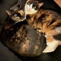 Naira & Cookie Glückskatzen-Dreamteam, Katze zur Adoption