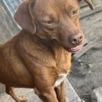 MANDERLEY, kleiner Wirbelwind, Hündin zur Adoption